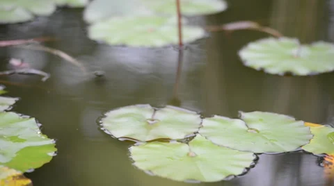 Frog sits on a green leaf of water lily or lotus in a pond 库存影片 33314733