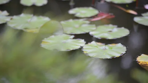 Frog sits on a green leaf of water lily or lotus in a pond 库存影片 33314797