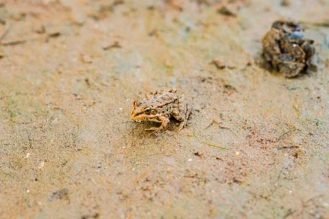 The frog sits on the ground. Shell. 스톡 사진