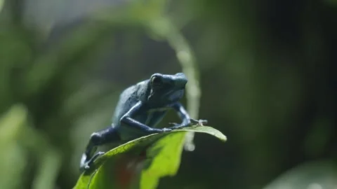 Frog sits on a leaf in the garden at sunrise Stock Footage 328966375
