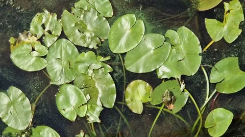 Frog sits on a leaf of a river lily Video stock 326357037