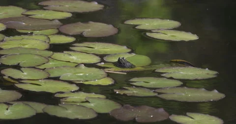 A frog sits on a leaf in the water, 4K slomo Stock Footage 244335379
