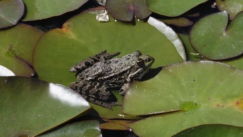 A frog sits on a sheet of water lily in a pond and then jumps for a fly. A Stock Footage 120540248