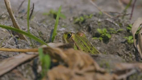 A Frog Sits On A Shore 库存影片 98740021