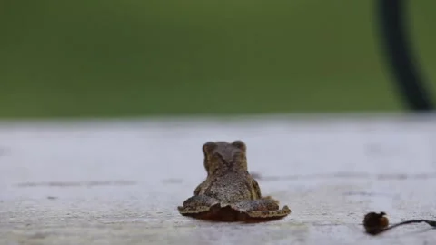 Frog Sits Still and Moves Head Stock Footage 206480110