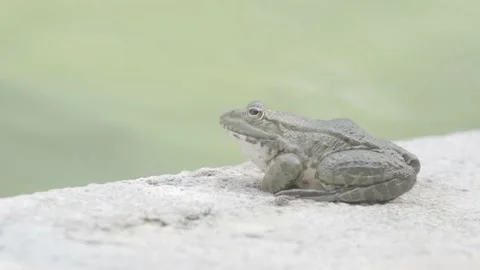 A frog sits in the sun in front of the pool Stock Footage 135397614