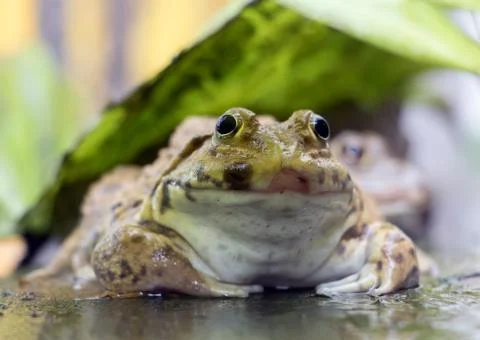 Frog sits under a green leaf Stock Photos
