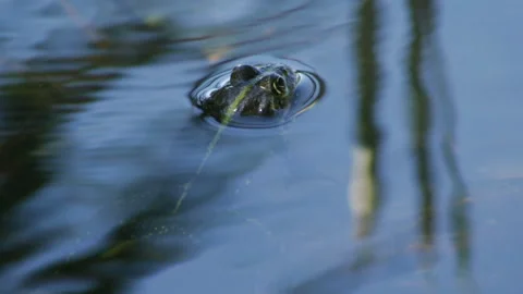 Frog sits in the water Vidéo 91178275