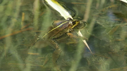 Frog sits in the water 库存影片 91178279