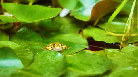 Frog sits on the waterlily leaf. Stock Footage 52274546