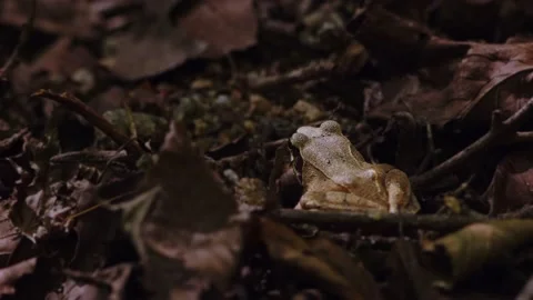 A Frog Sitting Amongst Leaf Litter. Stock Footage 220282046