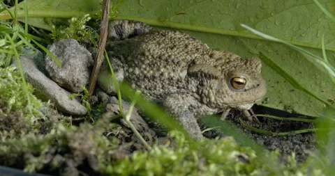 Frog sitting and relax Stock Footage 89005705