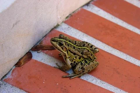 Frog sitting around a white wall on an elevated red brick Stock Photos