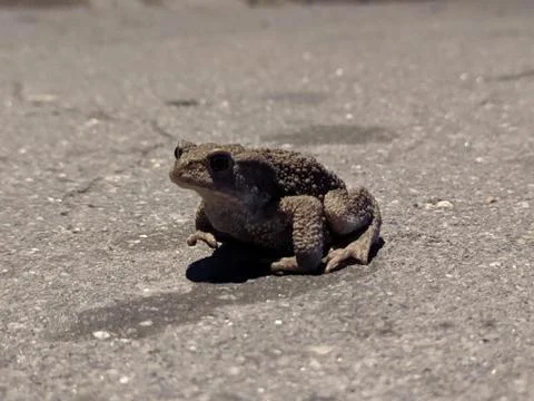 A frog sitting on a beach Stock Photos