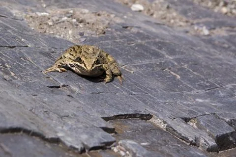 Frog sitting on big flat stone Stock Photos