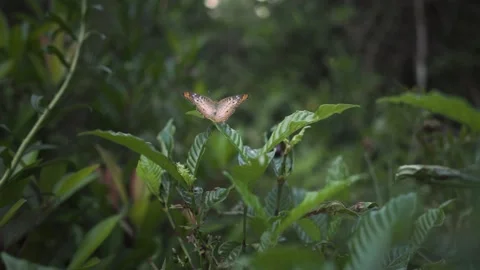 A frog sitting on a branch Stock Footage 155398960