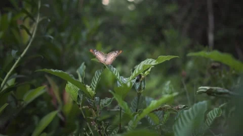A frog sitting on a branch Video stock 155401759