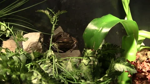 Frog sitting breathing facing camera silent Video stock 40711398