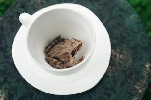 Frog sitting in a cup Stock Photos