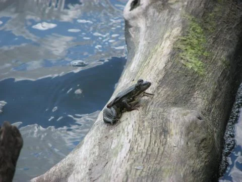 Frog sitting on fallen tree Stock Photos