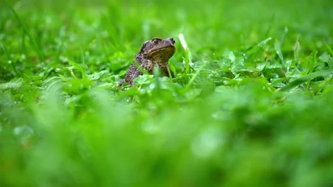 Frog sitting Stock Footage 170478282
