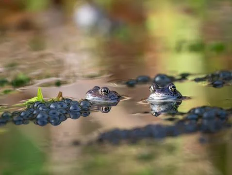 A Frog Sitting in Frogspawn Stock Photos