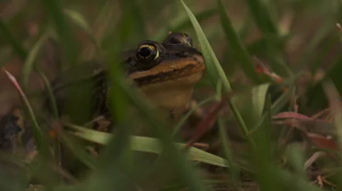 Frog Sitting in Grass Stock Footage 48951015