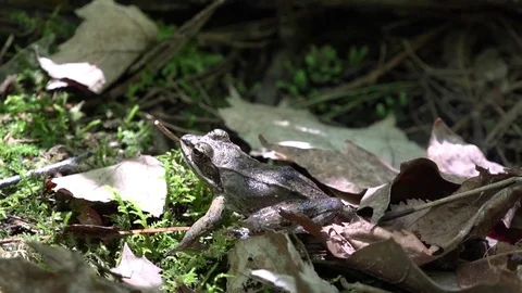 Frog sitting on grass Stock Footage 82020081