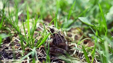 Frog sitting in the grass looking at the side, close-up. Slow motion full hd Stock Footage 76142787