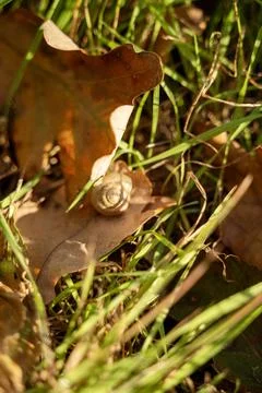 A frog sitting on the grass Foto stock