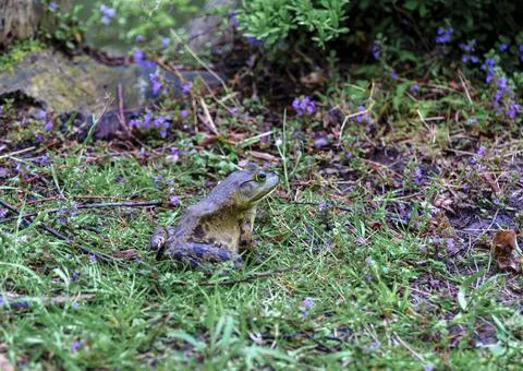 Frog sitting on grass from side against the background of a stump and mint. Stock Photos