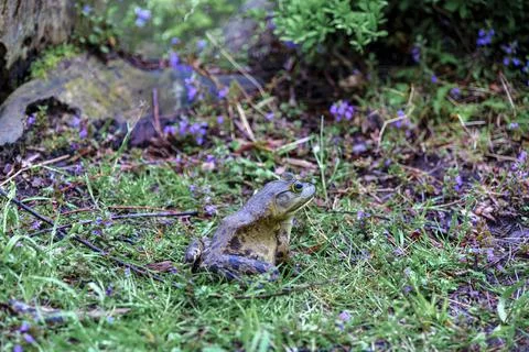 Frog sitting on grass from side against the background of a stump and mint. Stock Photos