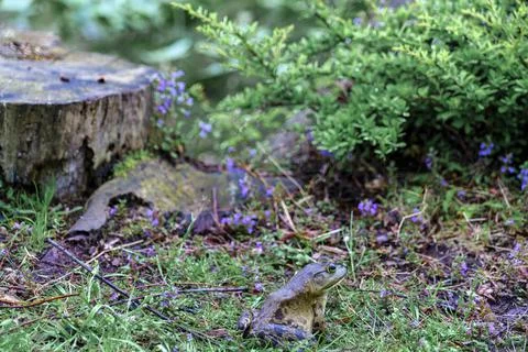 Frog sitting on grass from side against the background of a stump and mint. Stock Photos