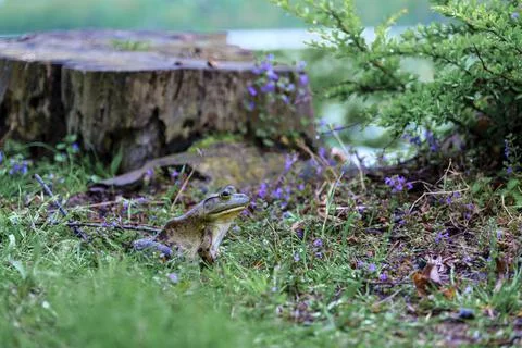 Frog sitting on grass from side against the background of a stump and mint. Stock Photos