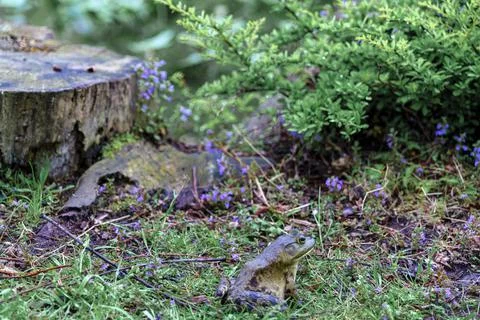 Frog sitting on grass from side against the background of a stump and mint. Stock Photos