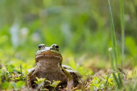 Frog sitting in the grass, toad on the green grass, slippery cold frog in nat Stock Photos