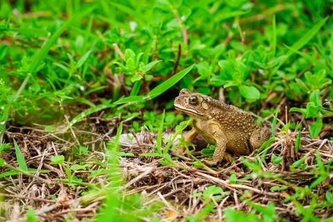 Frog sitting in the grass, toad on the green grass, slippery frog in nature.. Stock Photos