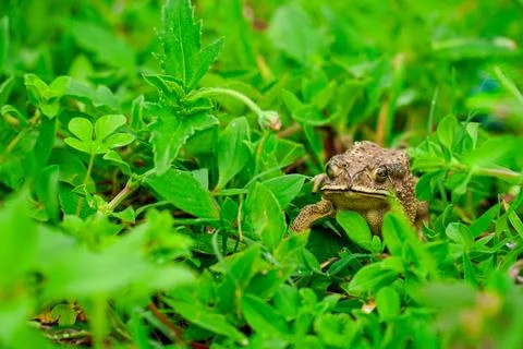 Frog sitting in the grass, toad on the green grass, slippery frog in nature.. Stock Photos