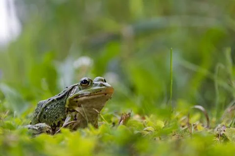 Frog sitting in the grass, toad on the green grass, slippery cold frog in n.. Stock Photos