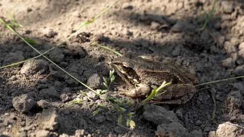 Frog sitting on the ground Stock Footage 115768478