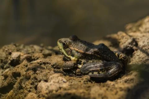 Frog sitting on the ground in the sun 写真素材