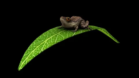 A frog is sitting on a hanging leaf. Video stock 325039583