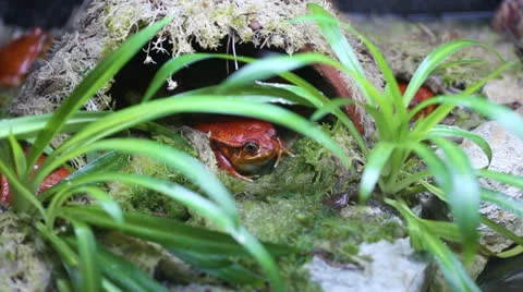 Frog sitting in a hole Stock Footage 24467215