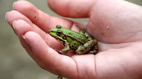 Frog sitting on a human hand Stock Footage 54271346