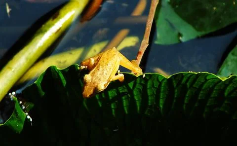 A frog is sitting on a leaf. The leaf is green and has a lot of veins. 写真素材