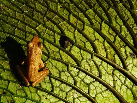 A frog is sitting on a leaf. The leaf is green and has a lot of veins. Stock Photos