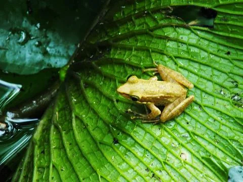 A frog is sitting on a leaf. The leaf is green and has a lot of veins. Stock Photos