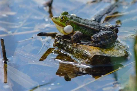 The frog is sitting on a leaf in the pond Stock Photos