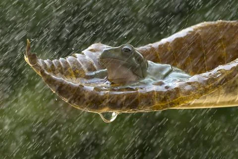 Frog sitting on a leaf in the rain, Indonesia Stock Photos