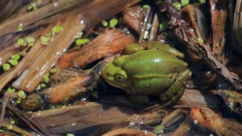 A frog is sitting on a leafy green plant Vidéo 310312108
